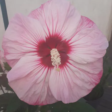 La Maison Du Béchon Hébergement de vacances *