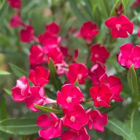La Maison Du Béchon Hébergement de vacances *