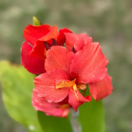 La Maison Du Béchon Hébergement de vacances Blanquefort (Gironde)