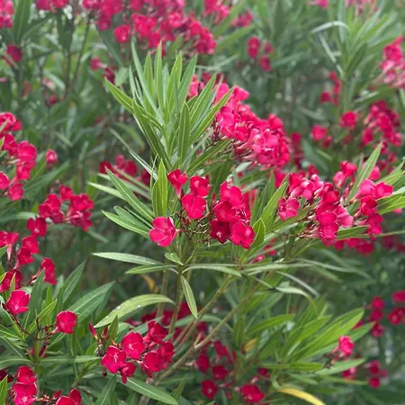 La Maison Du Béchon Blanquefort (Gironde)