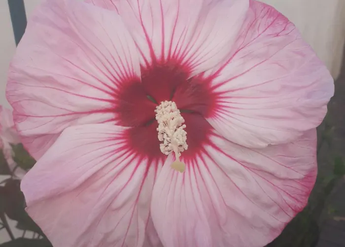 La Maison Du Bechon Дом отдыха *