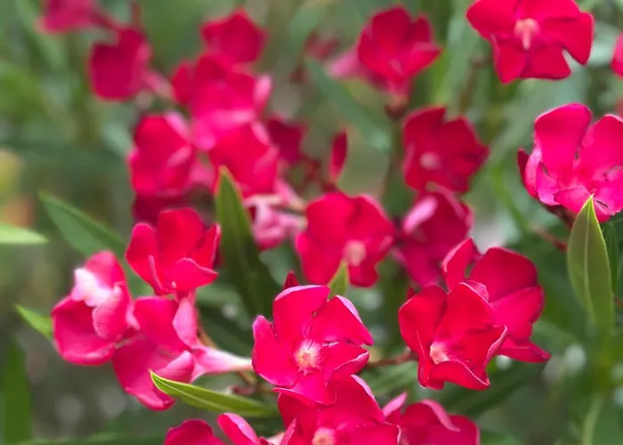 La Maison Du Bechon Дом отдыха *