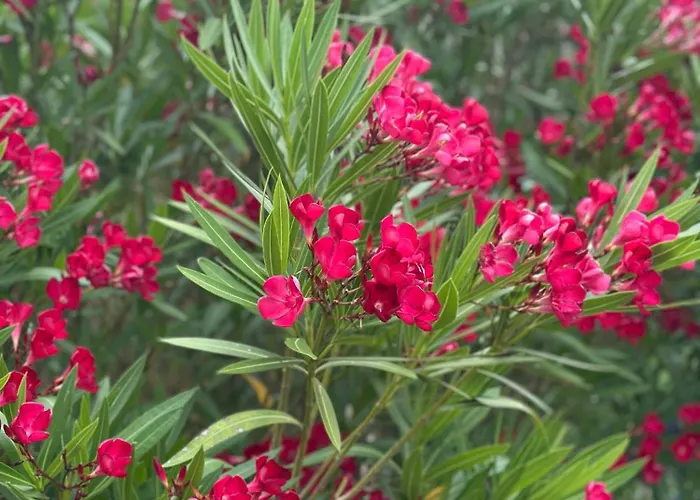 La Maison Du Béchon Blanquefort (Gironde)
